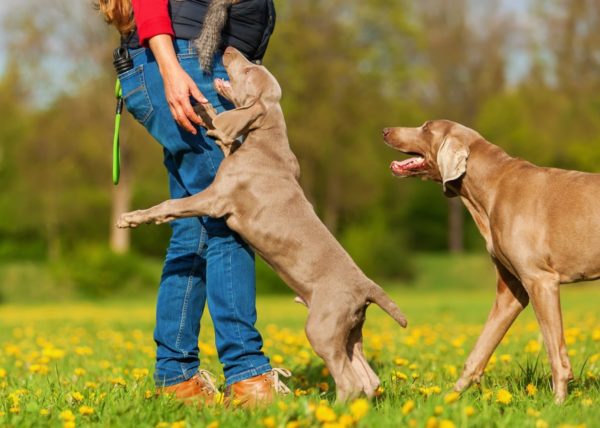 Come svezzare un cane per saltare sulle persone