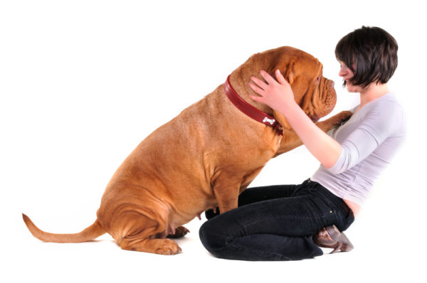 Come svezzare un cane adulto per saltare sulle persone