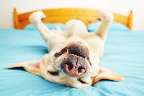Come svezzare un cane a dormire sul letto con il proprietario