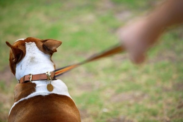 Come svezzare un cane tirare un guinzaglio leggi l'articolo