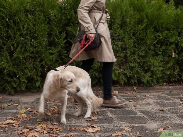 Come svezzare un cane al guinzaglio