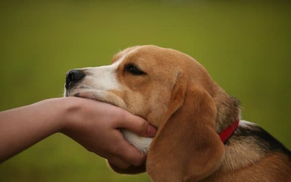Come dimostrare al cane che sei un leader