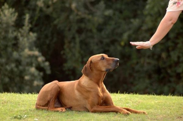 Come dimostrare al cane che sei il capo leggi l'articolo
