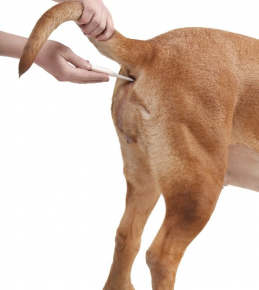 Misurare la temperatura corporea del cane