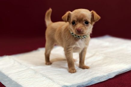 Russian toy terrier nel pannolino