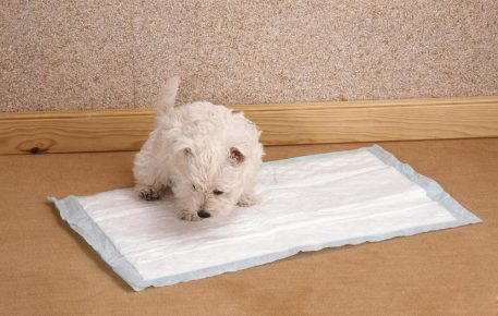 Il cane nel pannolino