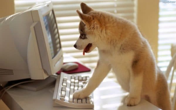 Come addestrare un cane a stare a casa leggi l'articolo