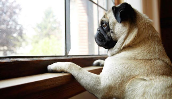 Come addestrare un cane a stare a casa