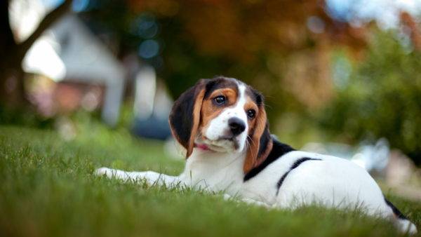 cane su un bellissimo sfondo