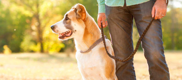 Come diventare un leader per un cane