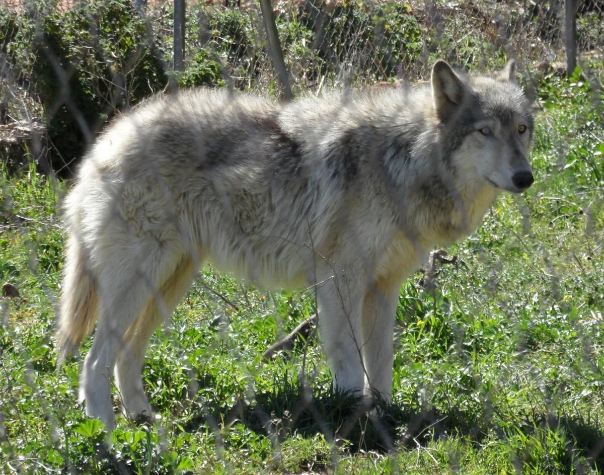 Con quali cani sembra un lupo incrociato razza lupo