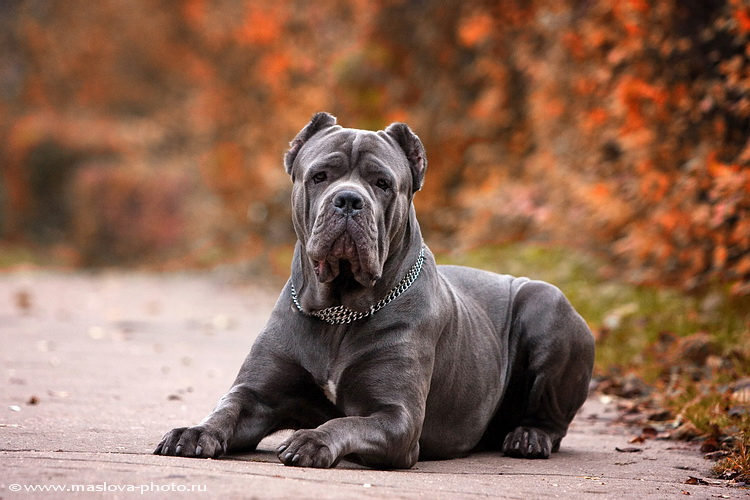 Cane Corso: foto e descrizione della razza