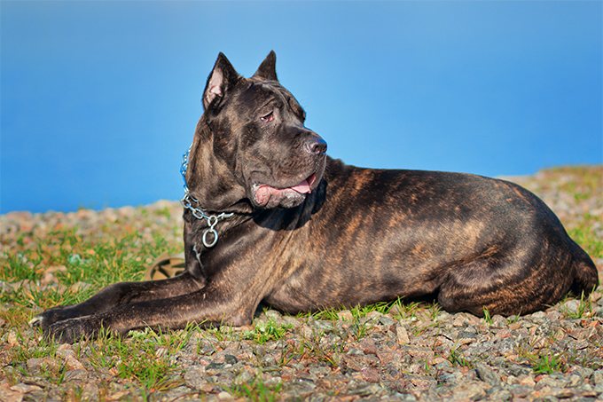 Cane Corso: foto e descrizione della razza