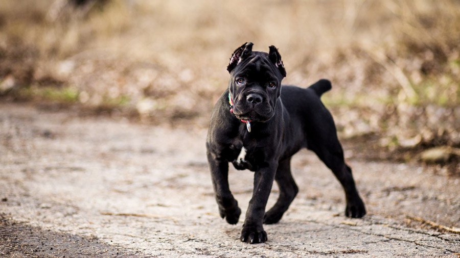 Cane Corso: foto e descrizione della razza