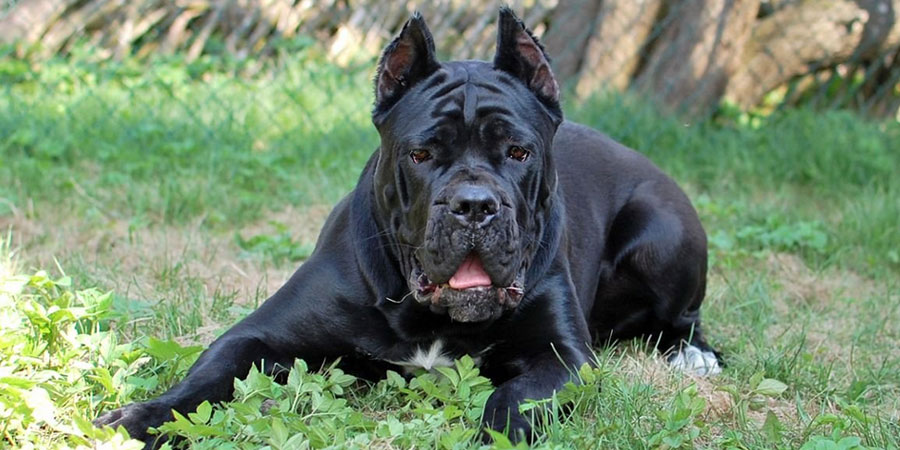 Cane Corso: foto e descrizione della razza