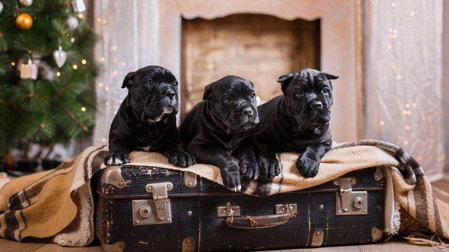 Cane Corso: foto e descrizione della razza