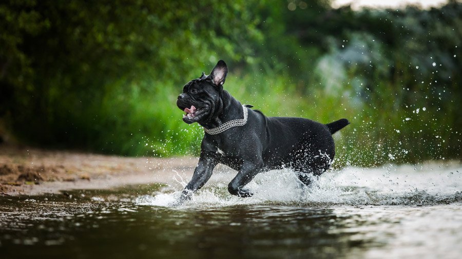 Cane Corso: foto e descrizione della razza