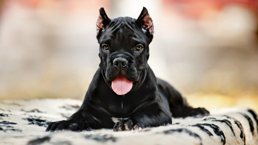 Cane Corso: foto e descrizione della razza
