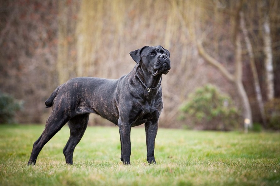 Cane Corso: foto e descrizione della razza