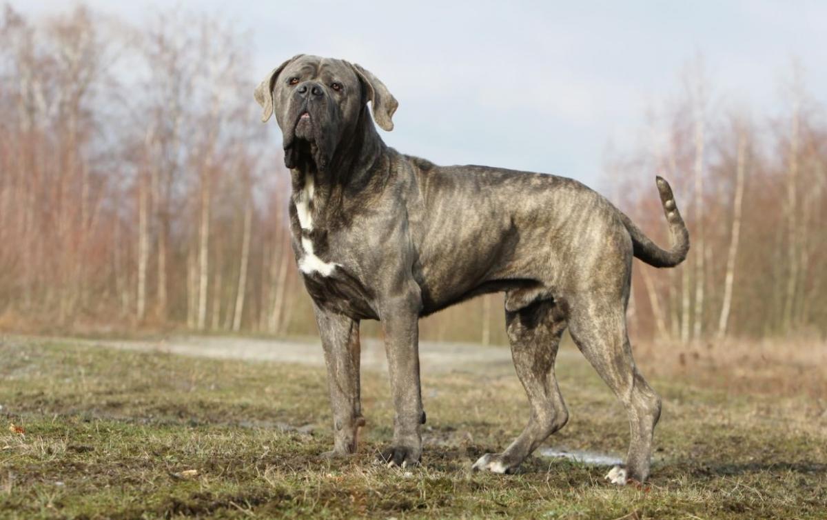 Cane Corso: foto e descrizione della razza