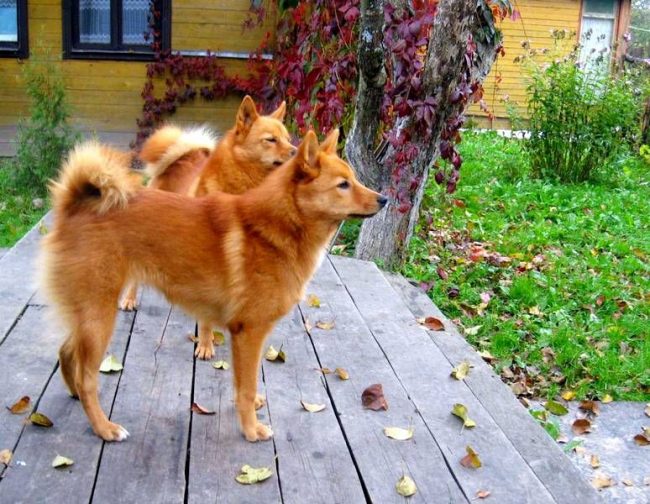 I husky careliani sono cacciatori eccellenti e compagni fedeli