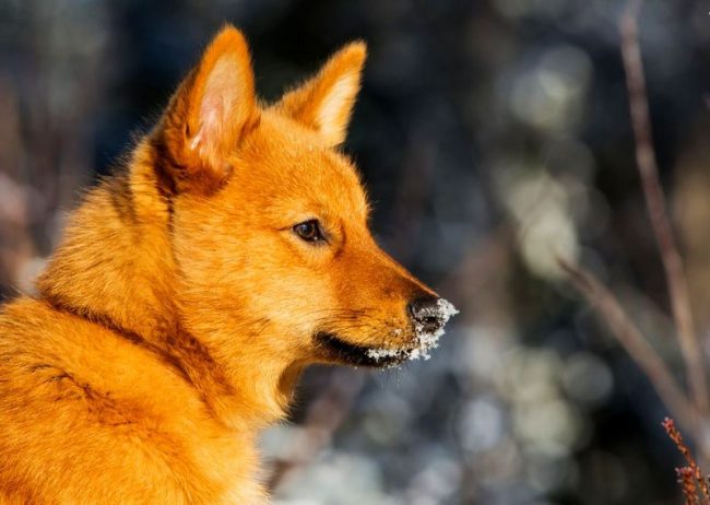 Laika Karelia è senza pretese, resistente, intelligente e sconsiderata nella caccia
