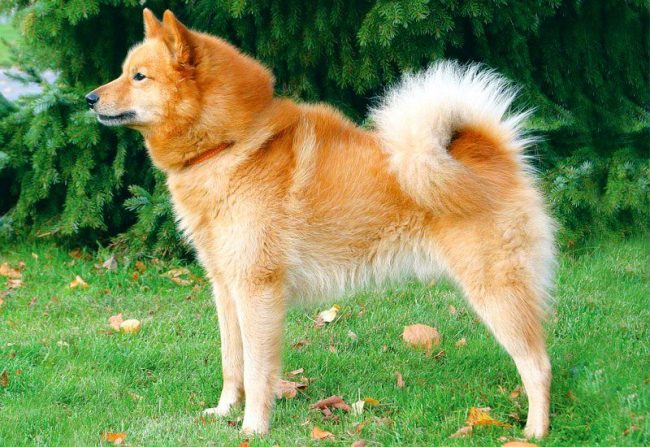 Il husky careliano-finlandese è fedele e fedele al suo padrone; tratta gli estranei, sebbene con cautela, ma è abbastanza tollerante e senza malizia