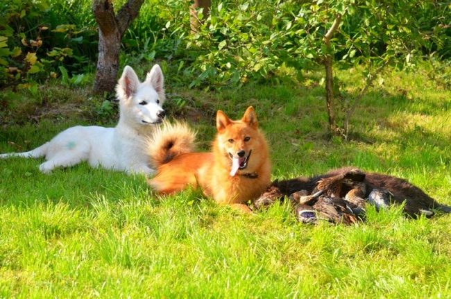 Il husky careliano-finlandese è un grande aiuto e amico del cacciatore e del pescatore. Ha caratteristiche eccellenti caratteristiche dei cani da caccia, mentre è relativamente più mobile ed eccitabile.