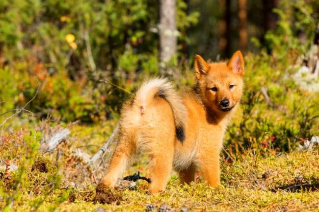 Una coda roca è un barometro del suo umore. In una vita vivace, allegra e contenta, il cane si piega in un anello, ma se viene offesa da una sorta di ingiustizia del proprietario o di una punizione severa, si raddrizza e il cane cammina imbronciato, scontento. Ricorda l'offesa per la vita. 