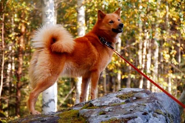 Il husky careliano-finlandese è abbastanza indipendente e amante della libertà, si aspetta pazienza e un trattamento equo dal proprietario, reagisce sottilmente agli sbalzi d'umore