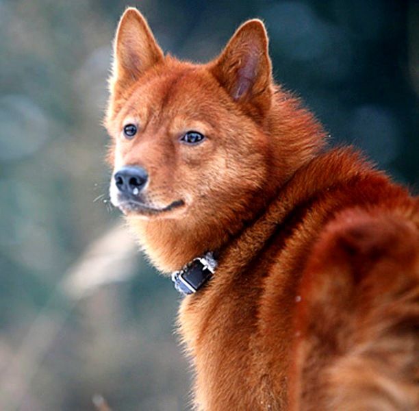 Il husky careliano-finlandese è pulito e non richiede cure particolari. Se il cane viene tenuto a casa, deve avere un suo spazio di riposo, al quale devi immediatamente abituarti