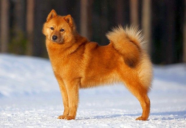 Il husky careliano-finlandese è un cane da caccia, quindi ha bisogno di passeggiate attive di almeno mezz'ora e di addestramento sui siti dei cani