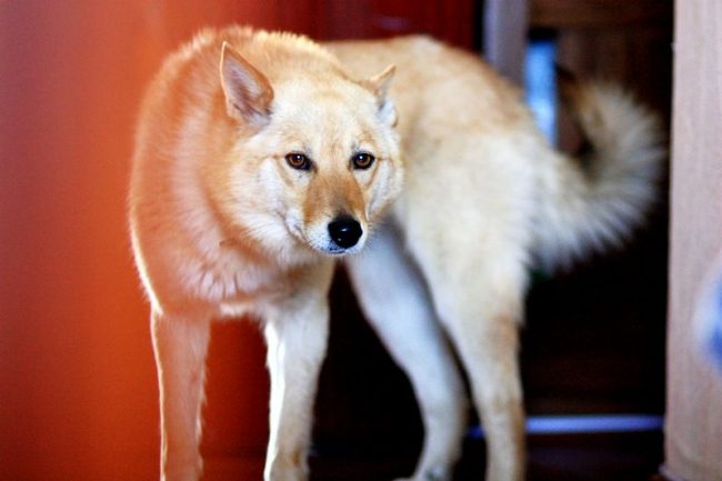 Husky careliano-finlandese - un cane allegro, giocoso, con una disposizione allegra