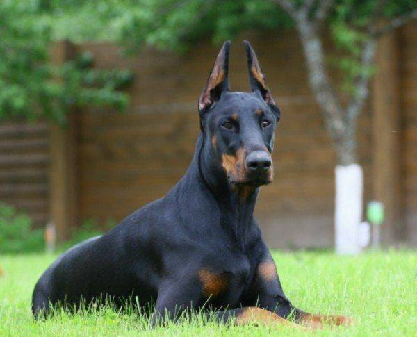 bugie doberman