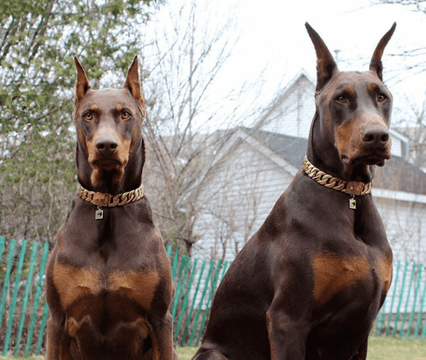 Doberman