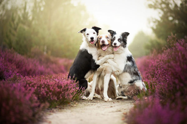Nomi di cani per la lettera B