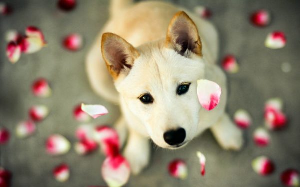 Nomi di cani