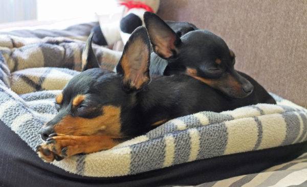 Razze domestiche di cani