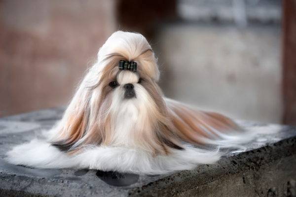 Shih