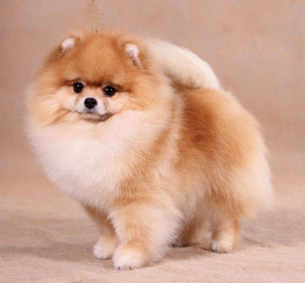 Spitz Pomerania