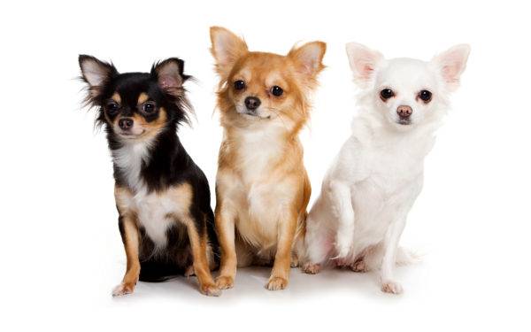 Chihuahua