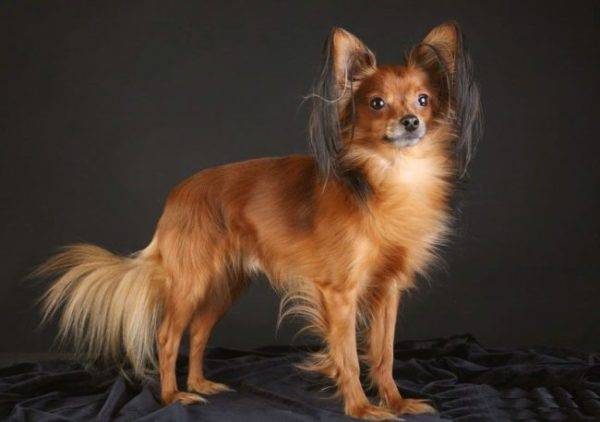 Russian toy terrier