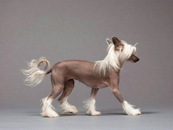 Chinese Crested