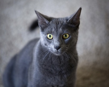Korat Korat, Si-Sawat
