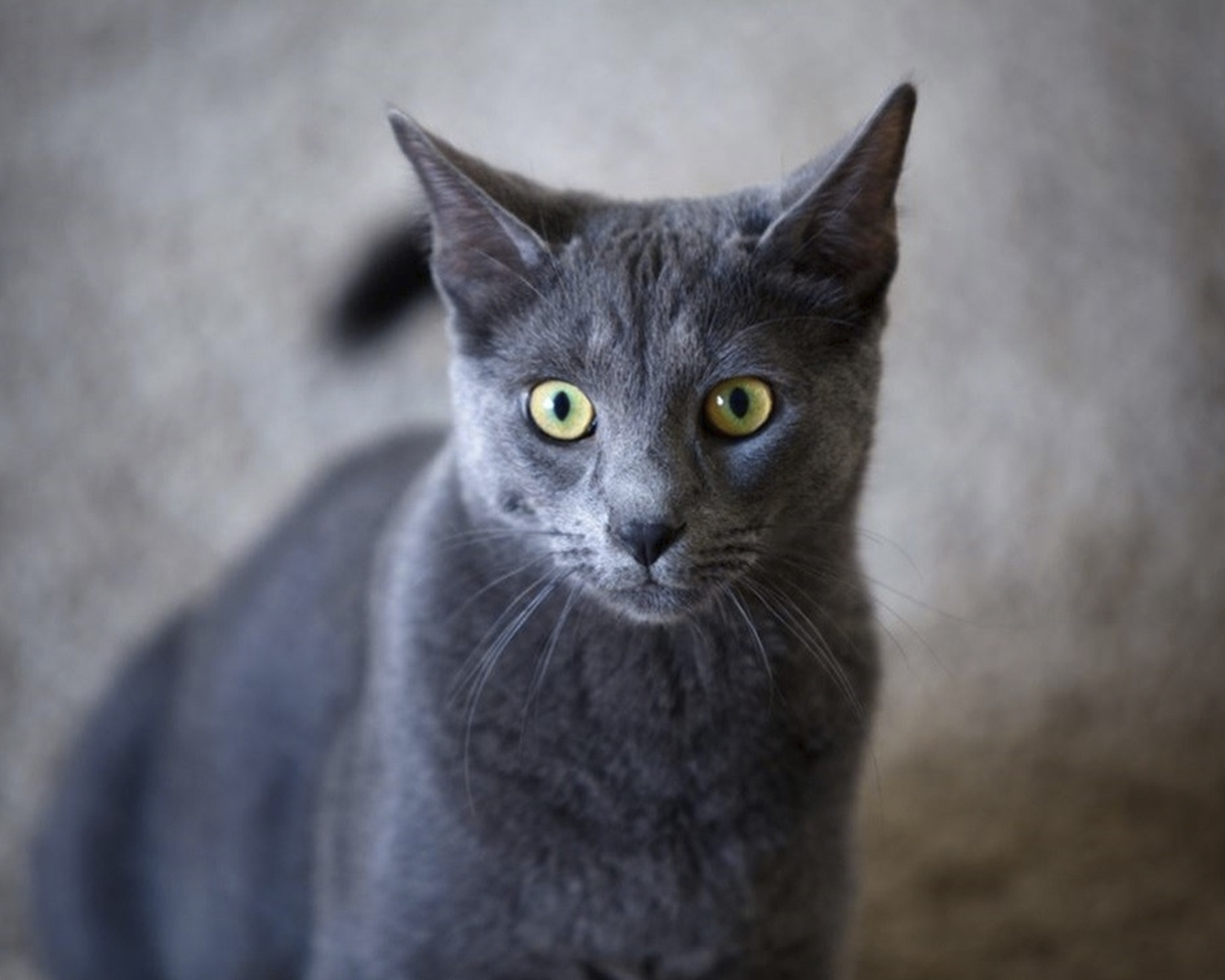 Korat Korat, Si-Sawat