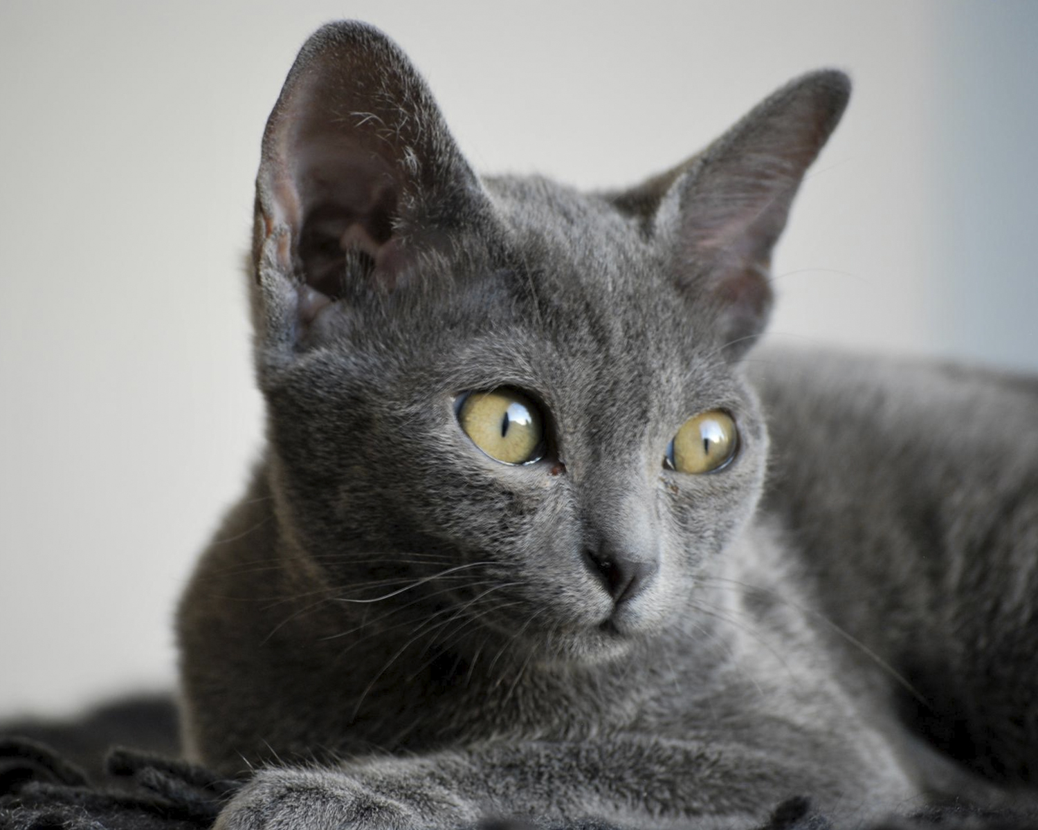 korat cat