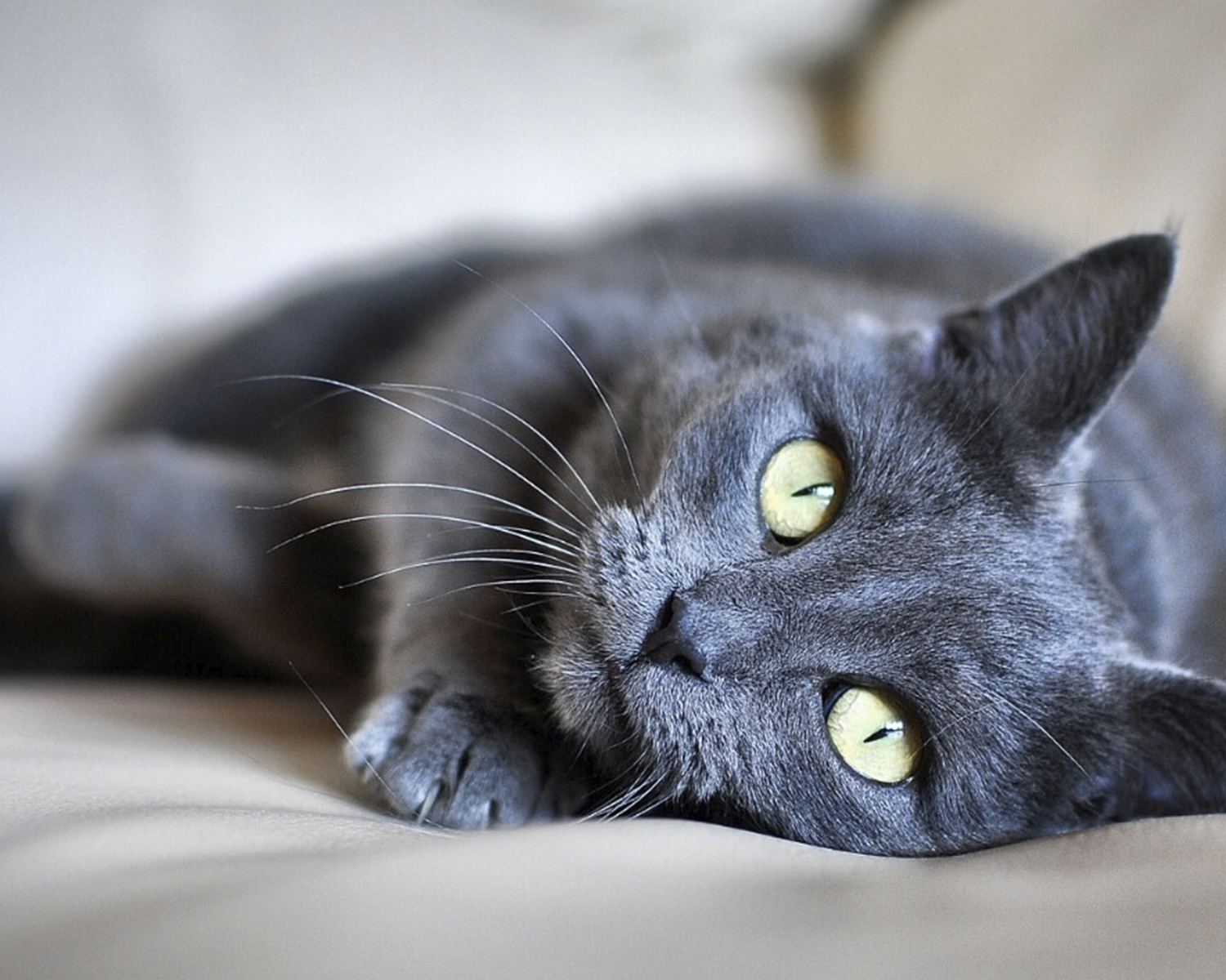 gatto di razza korat