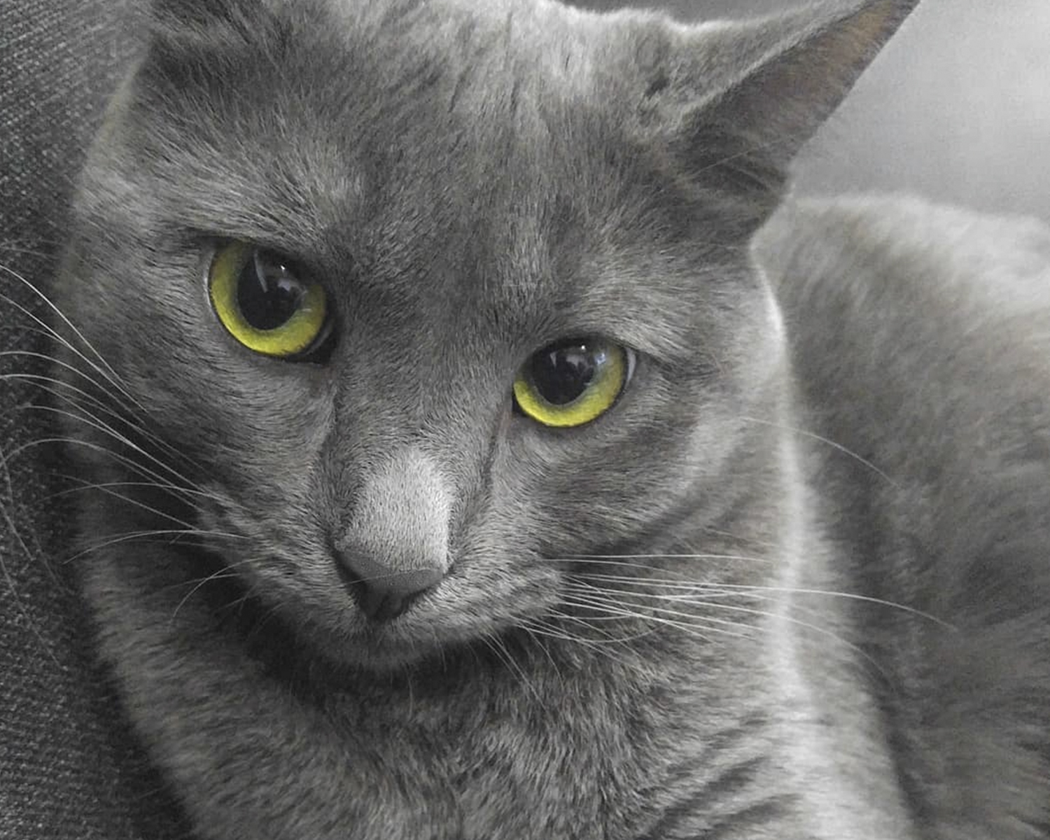 cat korat