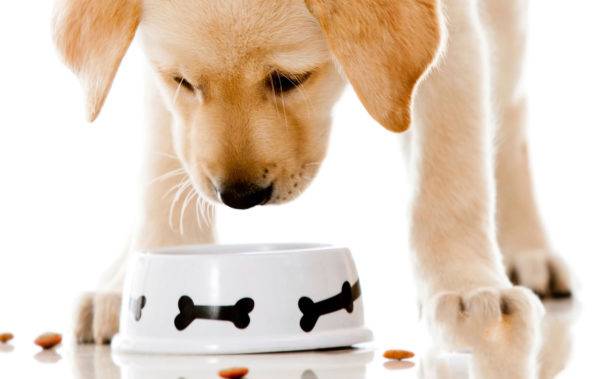 il cane mangia