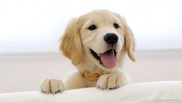 cane